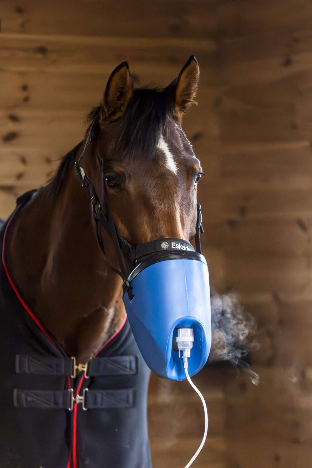 Anatomische Maske für die Inhalation bei Pferden - Blau – Bild 2